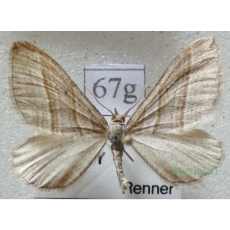 Phibalapteryx virgata (Hufnagel, 1767) Siepacz dziewiczak Czech67g